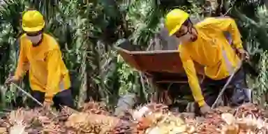 Loader Laba Bersih AALI Turun 34% Sepanjang 2023, Kapan Ada Perbaikan?